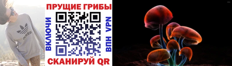 Псилоцибиновые грибы Psilocybe  закладка  Губаха 